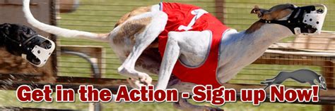 greyhoundchannel|Greyhounds .